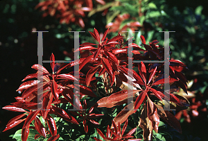 Picture of Pieris japonica 'Mt. Fire'