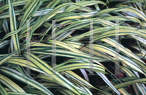 Picture of Hakonechloa macra 'Aureola'