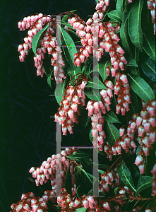 Picture of Pieris japonica 'Shojo'