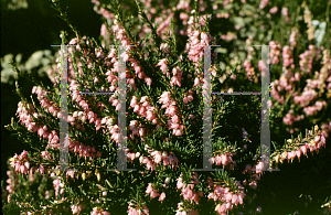 Picture of Erica x darleyensis 'Mediterranean Pink'