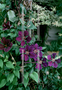 Picture of Clematis (z)(Viticella Group) 'Etiole Violette'