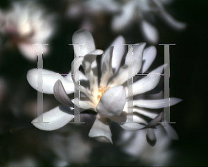 Picture of Magnolia stellata 