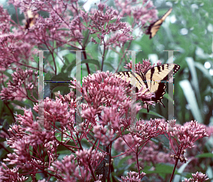 Picture of Eupatorium purpureum 'Gateway'