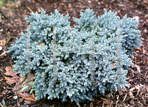 Picture of Juniperus squamata 'Blue Star'