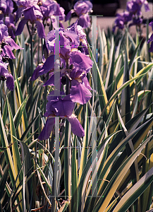 Picture of Iris pallida 'Variegata'