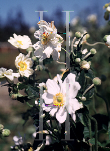 Picture of Anemone x hybrida 'Whirlwind'