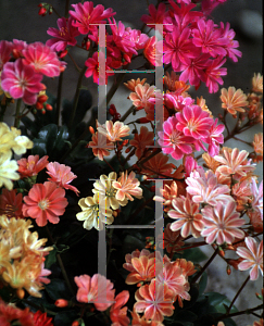 Picture of Lewisia cotyledon 'Ashwood Strain'