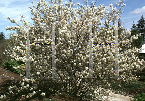 Picture of Amelanchier x grandiflora 'Autumn Brilliance'