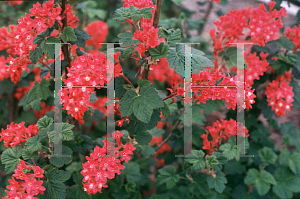 Picture of Ribes sanguineum 'King Edward VII'