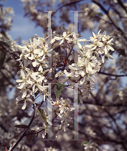 Picture of Amelanchier x grandiflora 'Cole's Select'