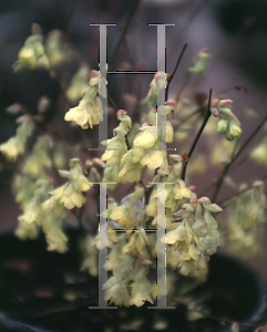 Picture of Corylopsis pauciflora 