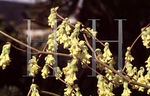 Picture of Corylopsis spicata 