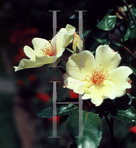 Picture of Rosa  'Golden Wings'