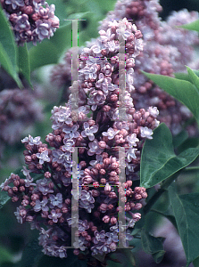 Picture of Syringa vulgaris 'Pres. Grevy'