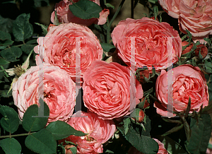 Picture of Rosa  'La Reine Victoria'