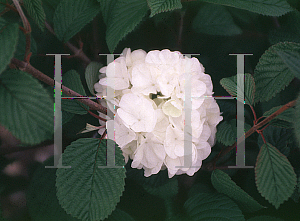 Picture of Viburnum plicatum f. tomentosum 'Popcorn'