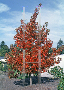 Picture of Liquidambar styraciflua 'Worpelsdon'