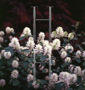 Picture of Fothergilla gardenii 