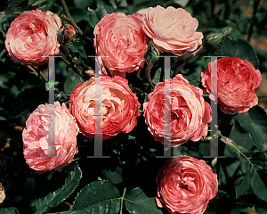 Picture of Rosa  'Louise Odier'