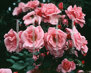 Picture of Rosa  'Armada'