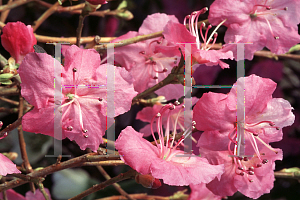 Picture of Rhododendron mucronulatum 'Crater's Edge'