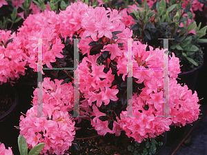Picture of Rhododendron (subgenus Azalea) 'Hardijzer's Beauty'