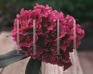 Picture of Rhododendron (subgenus Rhododendron) 'Jonathan Shaw'