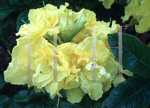 Picture of Rhododendron (subgenus Azalea) 'Frilly Lemon'