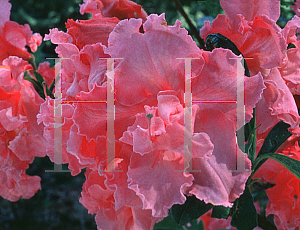 Picture of Rhododendron (subgenus Azalea) 'Arneson Pink'