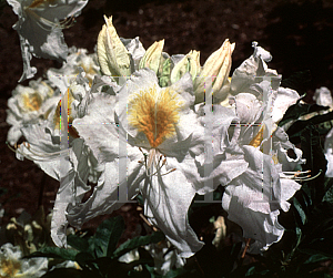 Picture of Rhododendron (subgenus Azalea) 'Mt. Rainier'