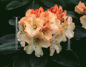 Picture of Rhododendron (subgenus Rhododendron) 'Horizon Monarch'