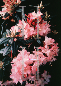 Picture of Rhododendron (subgenus Rhododendron) 'Ginny Gee'