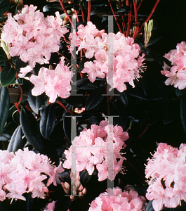 Picture of Rhododendron (subgenus Rhododendron) 'Manitou'