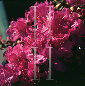 Picture of Rhododendron (subgenus Rhododendron) 'Karin Seleger'