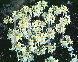 Picture of Rhododendron (subgenus Azalea) 'Northern Hi-Lights'