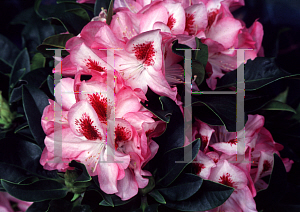 Picture of Rhododendron (subgenus Rhododendron) 'Trail Blazer'