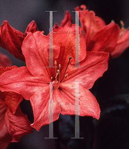 Picture of Rhododendron (subgenus Azalea) 'Mount Saint Helen'