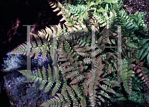 Picture of Dryopteris atrata 