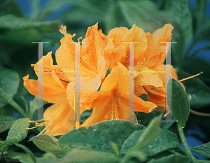 Picture of Rhododendron maximum 'Golden Lights'