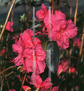 Picture of Rhododendron (subgenus Rhododendron) 'Milestone'