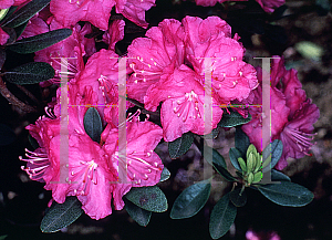 Picture of Rhododendron (subgenus Rhododendron) 'PJM Compact'