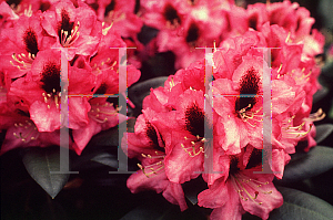 Picture of Rhododendron (subgenus Rhododendron) 'Kokardia'