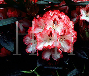 Picture of Rhododendron (subgenus Rhododendron) 'Hachmann's Charmant'