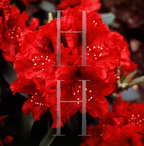 Picture of Rhododendron (subgenus Rhododendron) 'Hachmann's Erato'