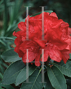 Picture of Rhododendron (subgenus Rhododendron) 'Scarlet Romance'