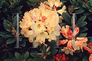 Picture of Rhododendron (subgenus Rhododendron) 'Nancy Evans'