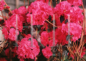 Picture of Rhododendron (subgenus Rhododendron) 'April Rose'