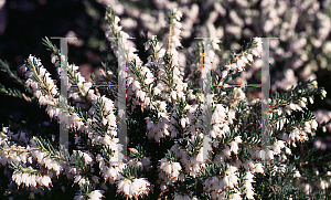 Picture of Erica x darleyensis 'Mediterranean White'