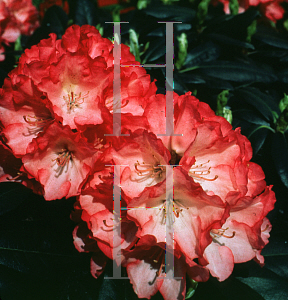 Picture of Rhododendron (subgenus Rhododendron) 'Hachmann's Fantastica'