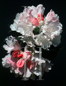Picture of Rhododendron (subgenus Rhododendron) 'Dreamland'